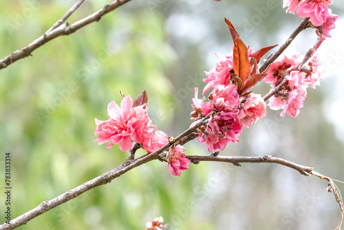 beautiful soft Pink plum flower bloomimg on the tree branch. Small fresh buds and many petals layer romantic flora in botany natural garden blue sky background.