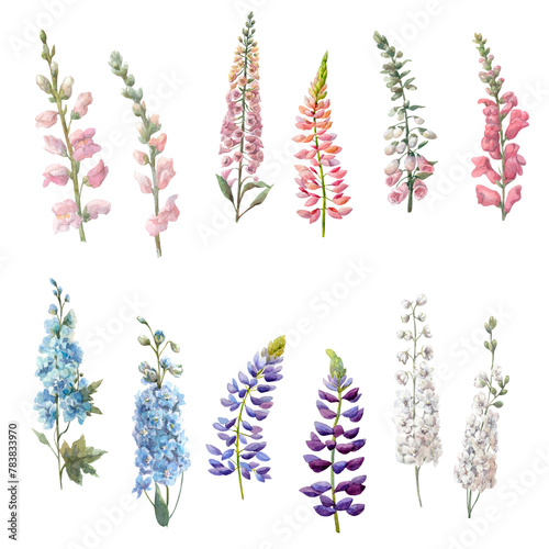 Watercolor set with vertical flowers.Blue and white delphinium,pink antirrihnum,lupine.