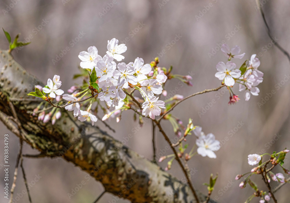 Pink and white Japanese cherry blossoms flower or sakura bloomimg on the tree branch. Small fresh buds and many petals layer romantic flora in botany garden. Pink and white Japanese cherry blossoms flower or sakura bloomimg on the tree branch. Small fresh buds and many petals layer romantic flora in botany garden.
