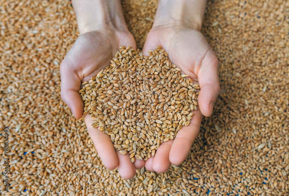 Two women's hands hold many grains of wheat in a handful of palms. The concept of export and import of agricultural products from Ukraine to Europe through Poland. Two women's hands hold many grains of wheat in a handful of palms. The concept of export and import of agricultural products from Ukraine to Europe through Poland.