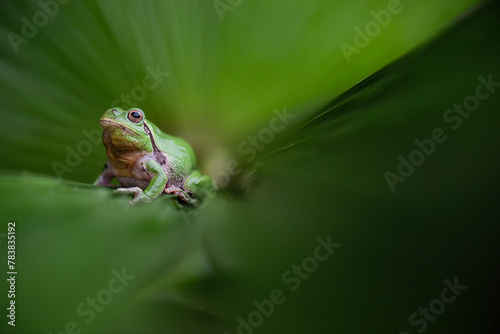 On silhouette, the European tree frog (Hyla arborea)