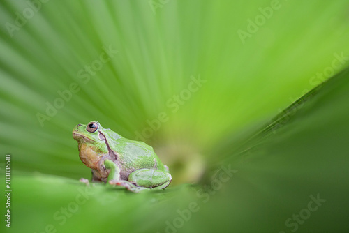 Italian tree frog on a leaf (Hyla intermedia)