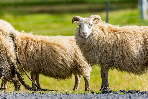 Iceland, farm, sheep in the field, blurred defocused green background, animal portrait