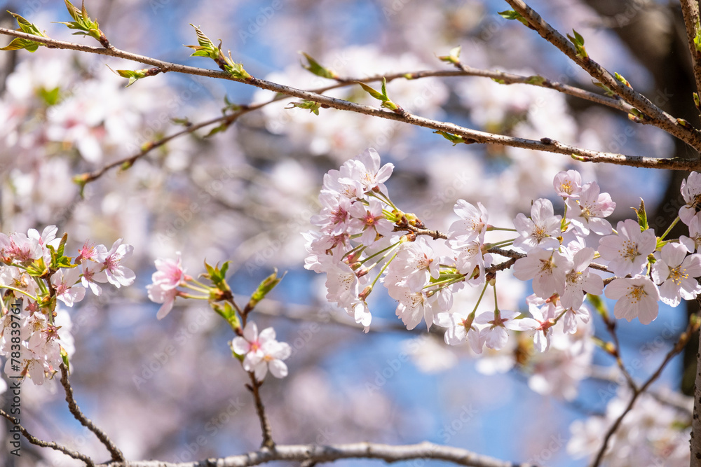 beautiful bouquet pink Japanese cherry blossoms flower or sakura bloomimg on the tree branch.  Small fresh buds and many petals layer romantic flora in botany garden. isolated on blue sky.