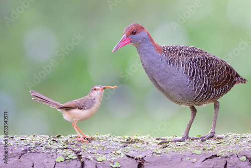 slaty-breasted rail versus plain prinia, two different birds perching on green groun dirt