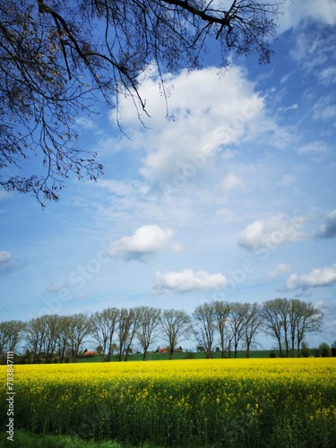 Rape plants in bloom in the fields in spring in northern Germany photo