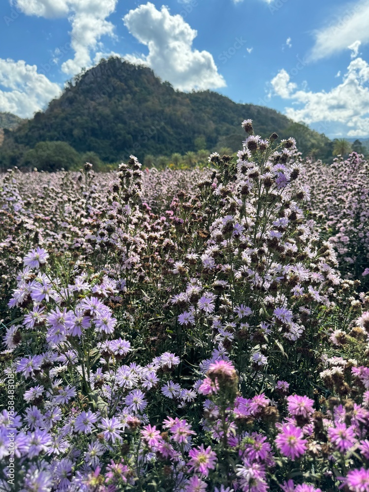Fototapeta premium flowers in the mountains