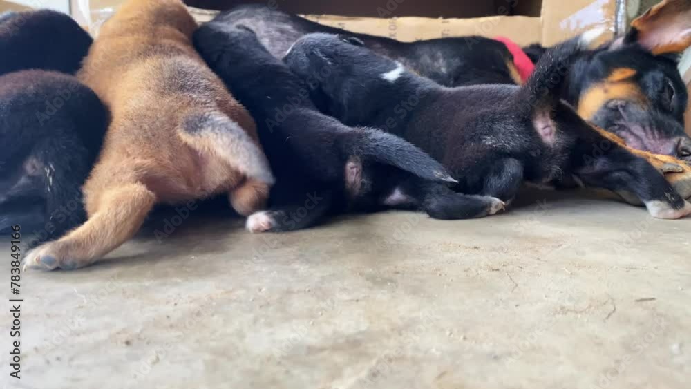 dog breastfeeds her puppies. Nursing puppies dog breastfeeds her puppies. Nursing puppies