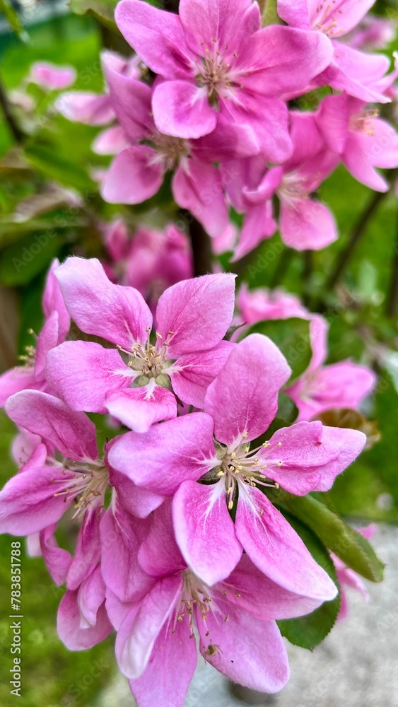 Flower buds, flowers and green young leaves on a branch of a blooming apple tree. Close-up of pink buds and blossoms of an apple tree on a blurred background in spring Flower buds, flowers and green young leaves on a branch of a blooming apple tree. Close-up of pink buds and blossoms of an apple tree on a blurred background in spring