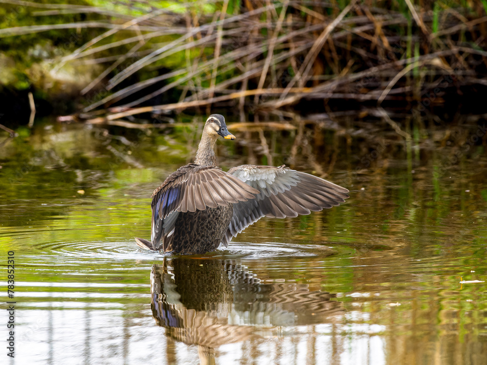 Obraz premium 池で羽ばたくカルガモ