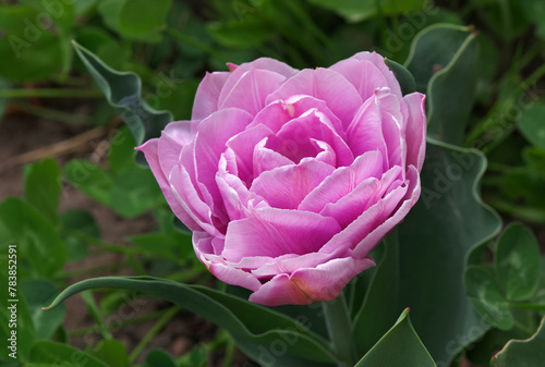 bright purple tulip in the garden close-up