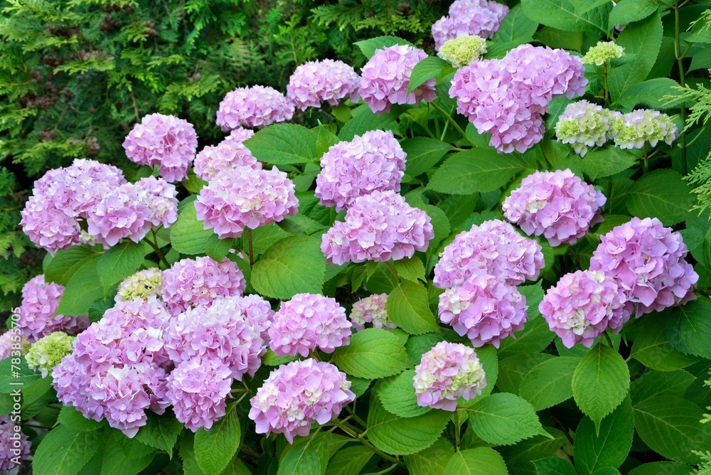 Pink hydrangea macrophylla  Endless Summer  in the garden close-up
