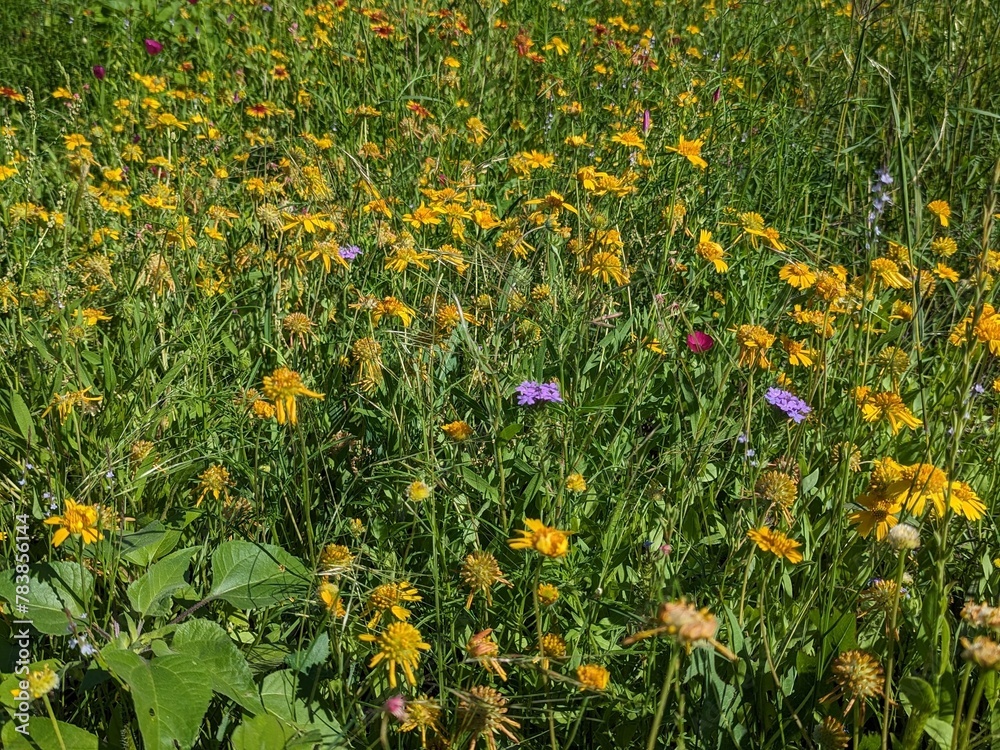 field of yellow Indian Blanket flowers