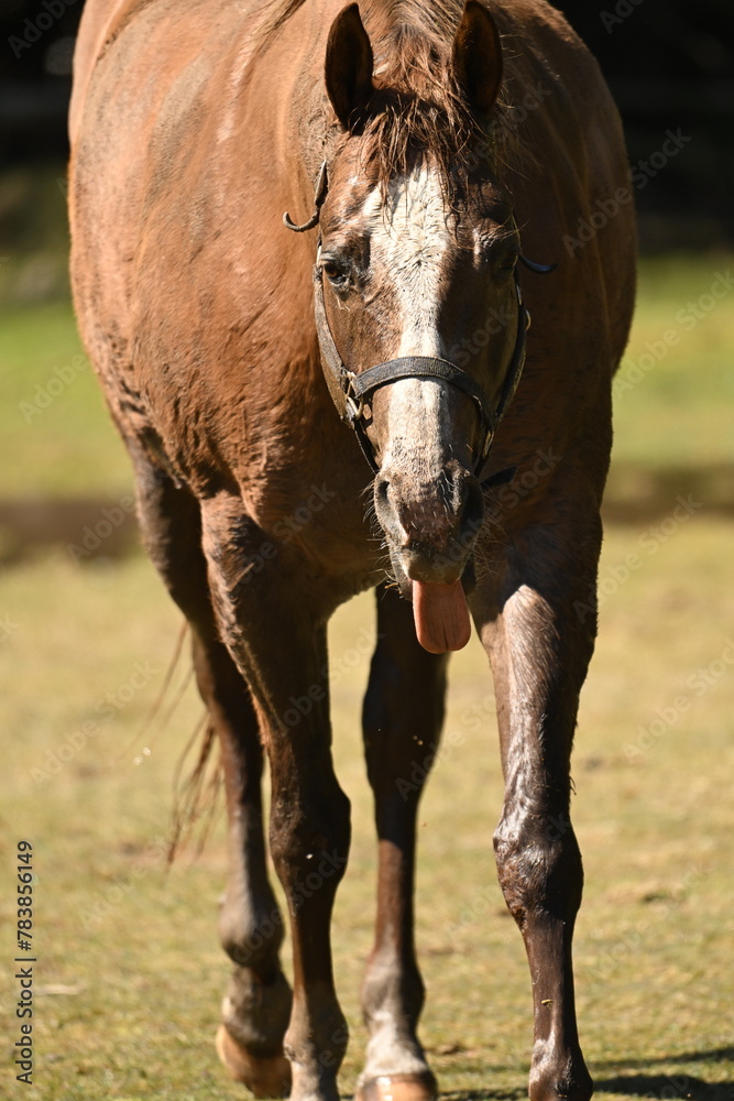 Fototapeta premium Funny horse walking through pasture covered in mud with its tongue sticking out