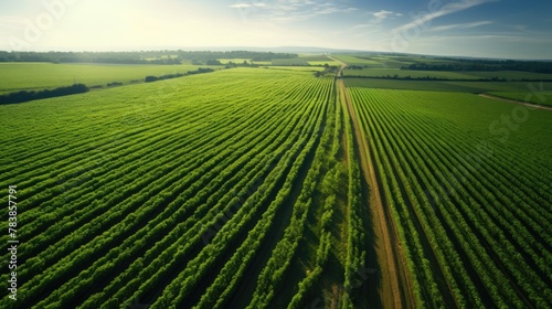 Sunrise Over Lush Vineyard Fields