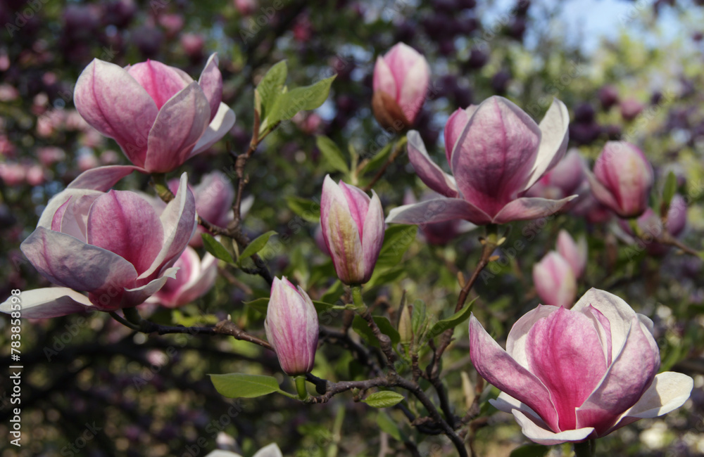 Landscape photo of a branch of flowering magnolia tree with big bright pink and white flowers illuminated by sunlight against a blurred background in the park