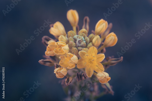 Bulbine abyssinica, or Bushy Bulbine, a yellow succulent flower photo