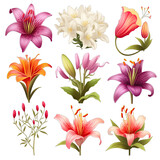 A beautiful collection of colorful flowers lilies with buds isolated on a white background