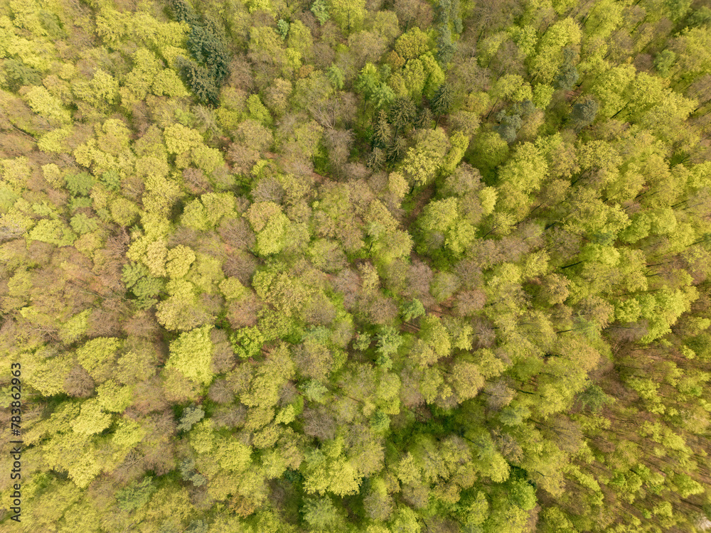 an aerial view of a forest with lots of trees and leaves