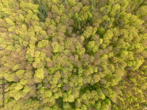 an aerial view of a forest with lots of trees and leaves © AdobeTim82