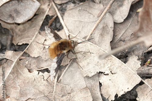 A Greater or Dark-edged Bee-fly (Bombylius major) photo