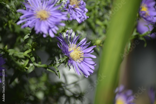 Eine bl  hende Blume in ihrer Natur