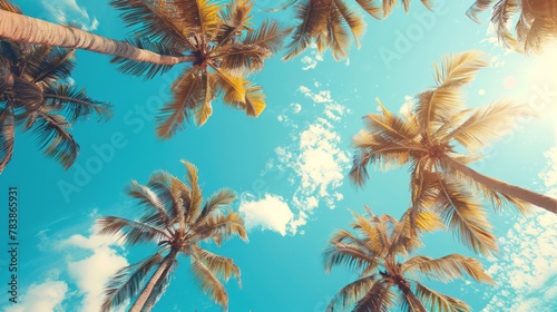 Palm trees against the blue sky.
