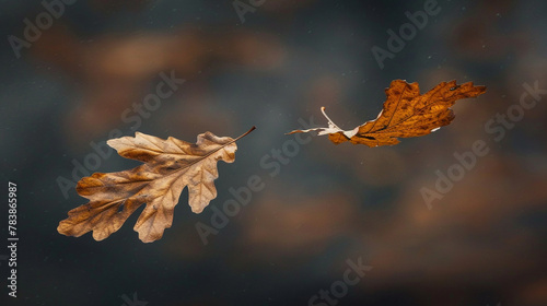 Autumn Oak Leaves: Floating Beauty on a Pure Autumn Background