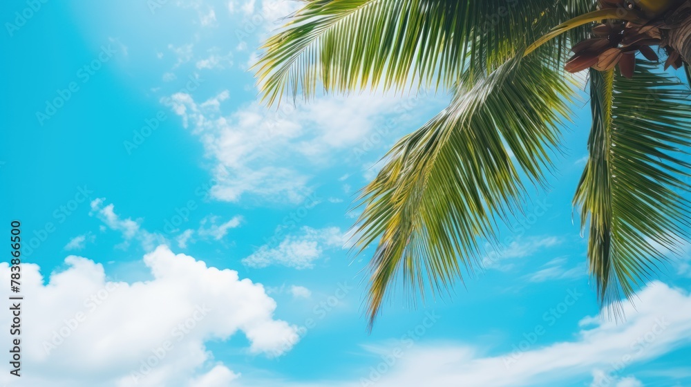 Palm tree on tropical beach with blue sky 