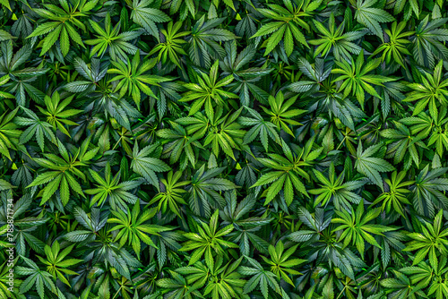 Vibrant cannabis leaf pattern on dark background