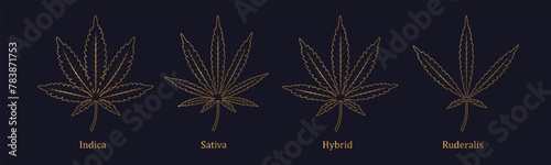 Cannabis leaf isolated. Marijuana leaf icon. Vector illustration. Logo concept. Indica, Sativa, Hybrid, Ruderalis. Golden line art on dark background. Premium branding design.