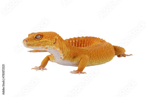 PNG Format file: Sunglow Leopard Gecko (Eublepharis macularius) is a popular reptile pet because it readily tolerates being handled. © Lauren