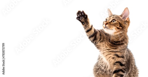 Playful Tabby Cat Raising Paw Isolated on White Background. Perfect for Pet Lovers, Adorable and Cute Kitten Pose. AI