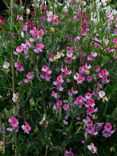 Closeup of the white pink purple flowers of the annual garden climbing plant Lathyrus odoratus fire and ice.