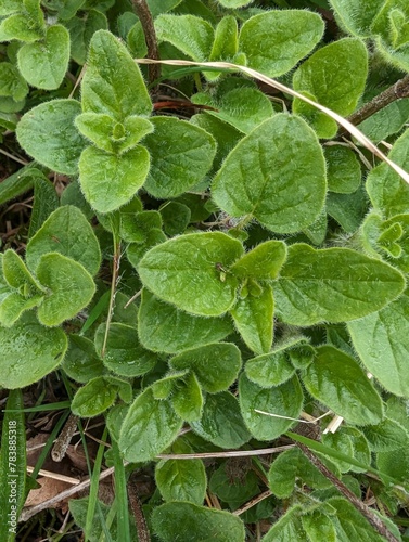 Leaves of Wild Marjoram, or Oregano (Oreganum vulgare)