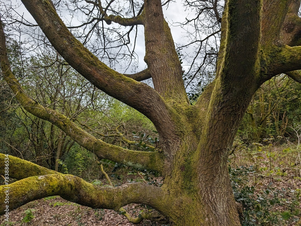 Trunk and branches of a large mossy tree
