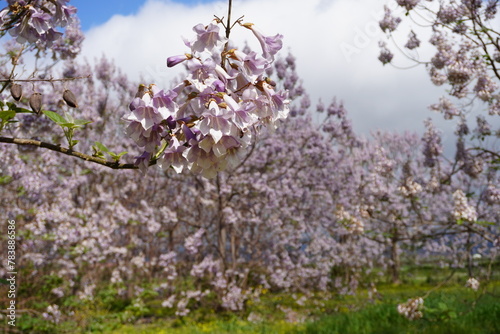 Foto Paulownia tomentosa flower in the garden in spring, beautiful empress tree in th