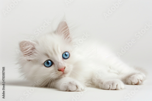 Photo of a cute little kitty with long white fur and blue eyes on white backgrond