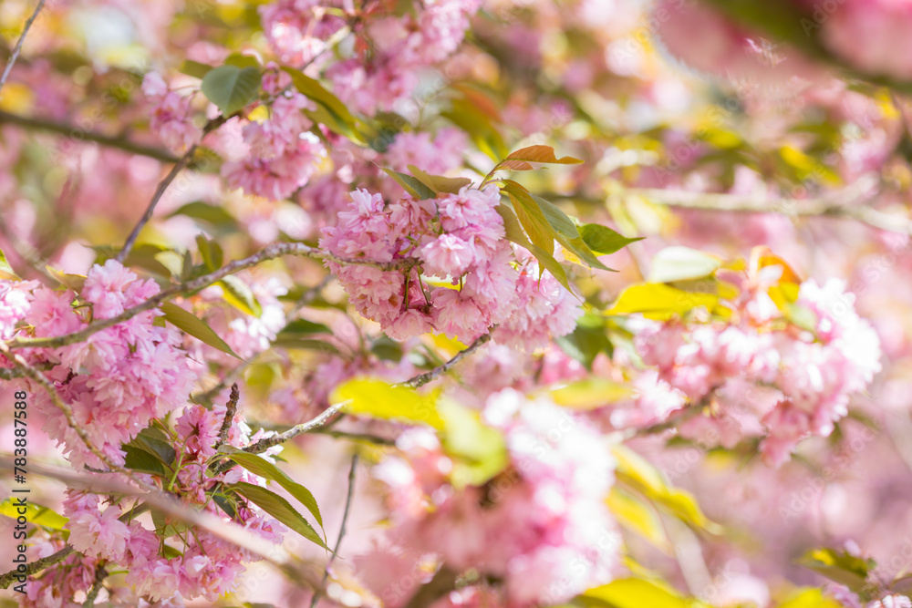 Fototapeta premium pink flowers in spring