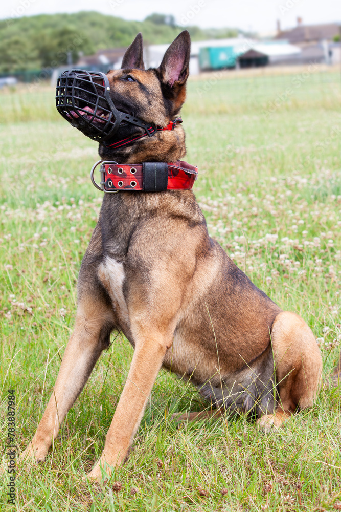 Young female Belgian Malinois, aged 18 months, sits focussed intently during her regular training and exercise sessions.
