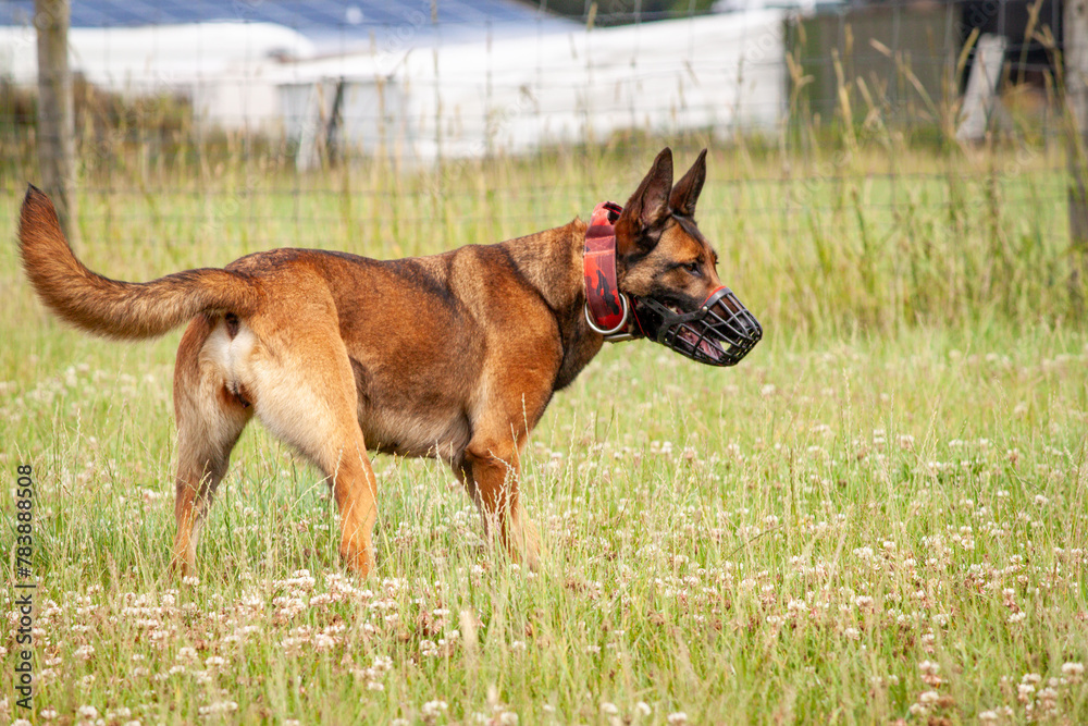 Pure bred, healthy, fit, female Belgian Malinois Dog, aged 18 months, wearing red collar and black muzzle walks relaxed, off lead, through short green grass in secure fenced paddock. Side view profile Pure bred, healthy, fit, female Belgian Malinois Dog, aged 18 months, wearing red collar and black muzzle walks relaxed, off lead, through short green grass in secure fenced paddock. Side view profile