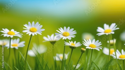 banner with summer flowers