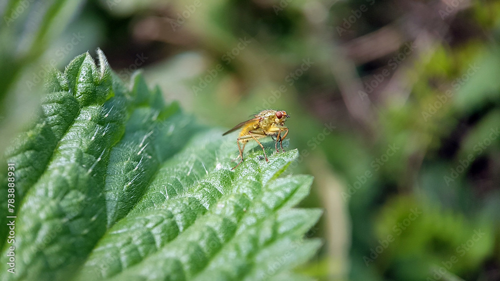 fly on leaf fly on leaf