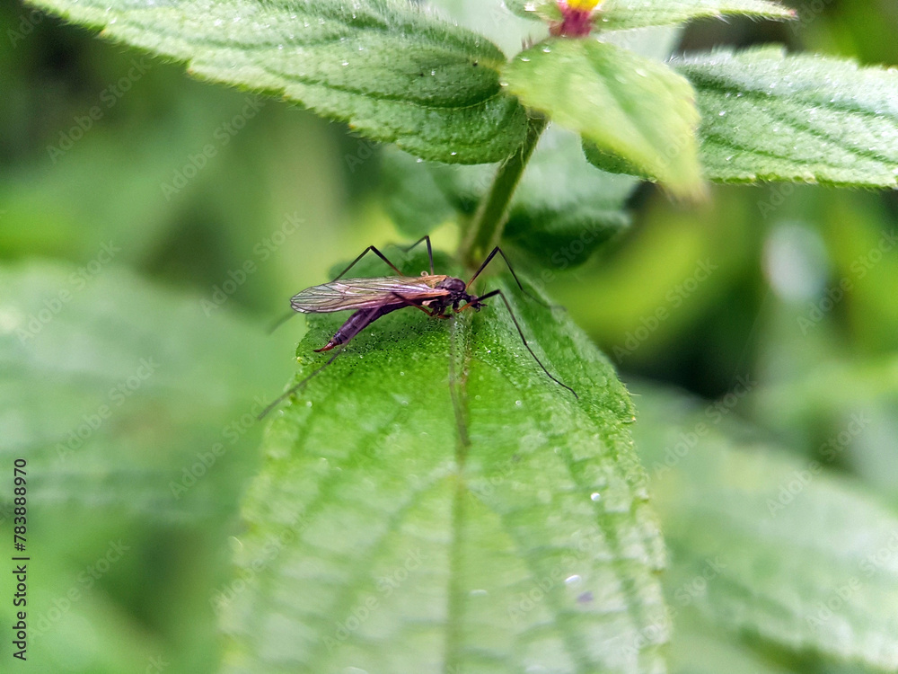 Fototapeta premium cranefly on a leaf