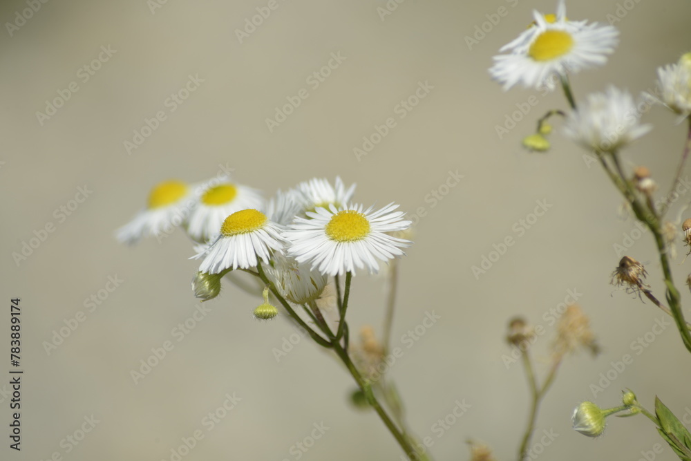 Obraz premium Zarte Gänseblümchen auf grauem Hintergrund-Frühling, Natur, Minimalismus