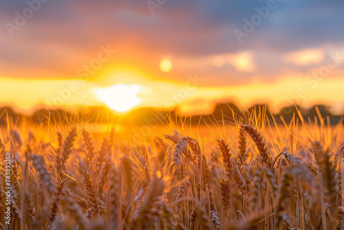 A field of golden wheat with the sun setting in the background. The sky is filled with clouds  creating a serene and peaceful atmosphere