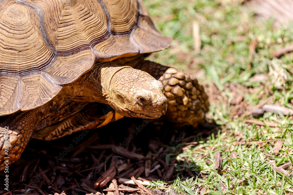 Naklejka premium Fort Lauderdale, Florida - March 23, 2024: A tortoise at the tourist center of the everglades outside of Fort Lauderdale, Florida 
