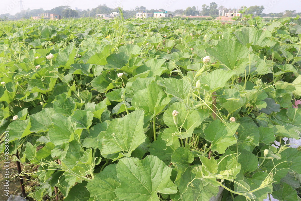Bottle gourd plant on farm for sell Bottle gourd plant on farm for sell