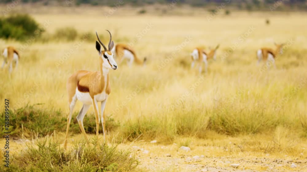 A springbok antelope standing and looking in the forest at Mabuasehube, Botswana, South Africa A springbok antelope standing and looking in the forest at Mabuasehube, Botswana, South Africa
