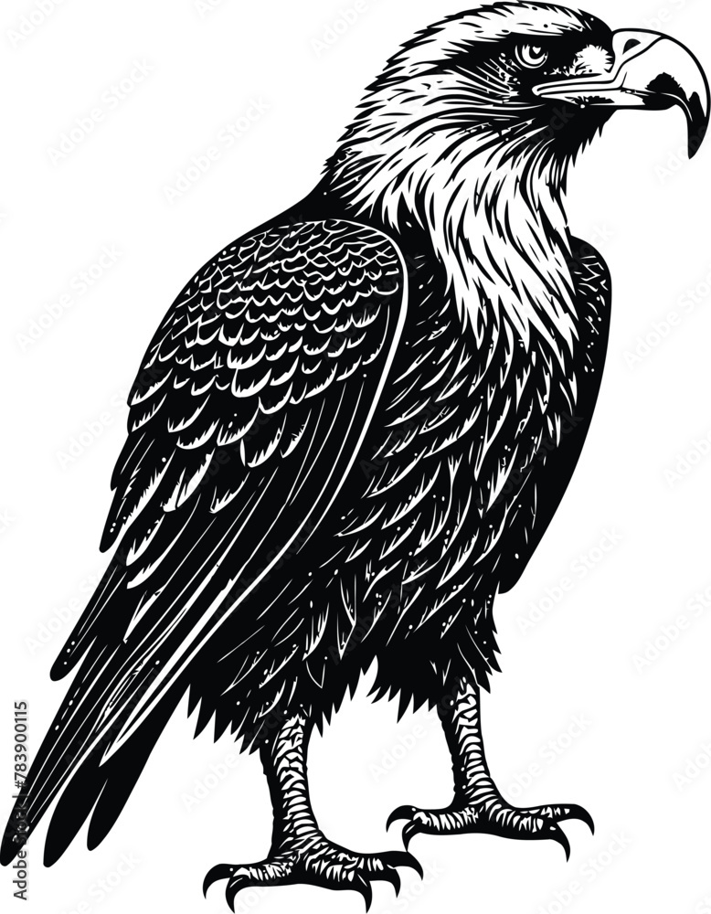 Obraz premium A close-up eagle black-white silhouette